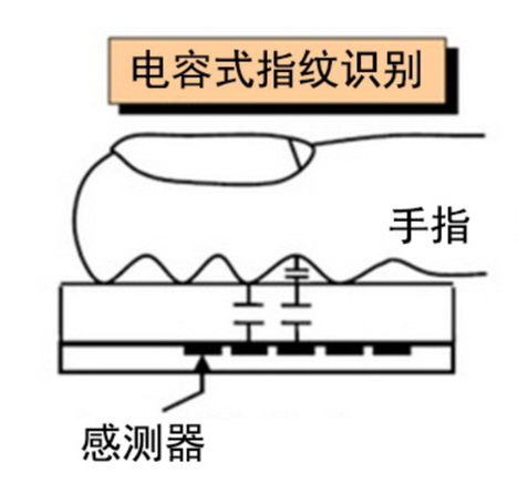 三種指紋識別技術(shù)你知道幾個